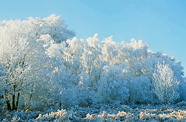 Hoar frost on trees on the Beacon near Loughborough, Leicestershire, England, United Kingdom, Europe