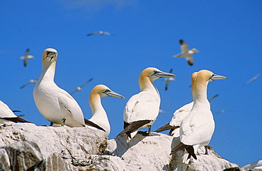 Gannets on Bass Rock, Scotland, United Kingdom, Europe