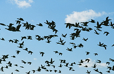 Brent geese flying over their Norfolk wintering grounds, Norfolk, England, United Kingdom, Europe