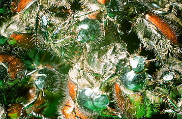 Bracken clot beetles emerging in summer in the Lake District, Cumbria, England, United Kingdom, Europe