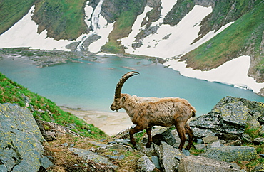 An ibex in the Austrian mountains, Austria, Europe