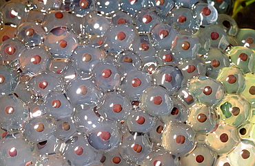 Frogspawn, United Kingdom, Europe