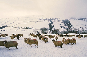 Sheep in winter snow on Kirkstone Pass in the Lake District National Park, Cumbria, England, United Kingdom, Europe