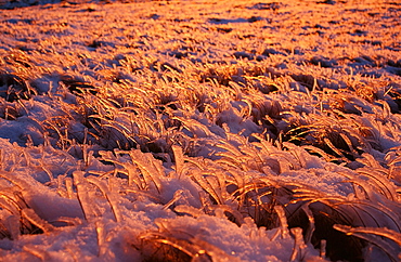 Hoar frost at dawn, Red Screes, Cumbria, England, United Kingdom, Europe