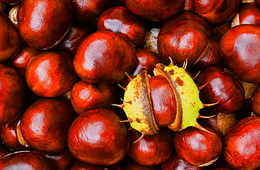 Conkers (horse chestnuts) in autumn