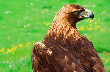 A golden eagle