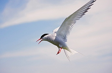 An Arctic tern attacking an intruder near its nest on the Farne Islands off Northumberland, England, United Kingdom, Europe