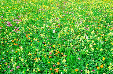 Wildflowers in Austria, Europe