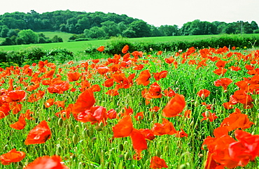 Poppies in a fallow field near Cley, Norfolk, England, United Kingdom, Europe