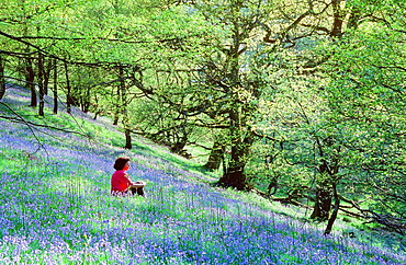 A woman sitting in bluebells at Rydal in the Lake District, Cumbria, England, United Kingdom, Europe