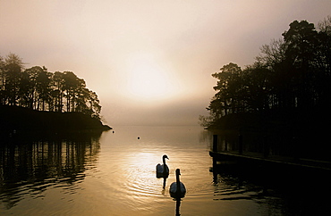 Swans on Windermere in the Lake District National Park, Cumbria, England, United Kingdom, Europe