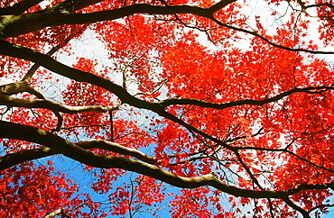 Acer tree in autumn