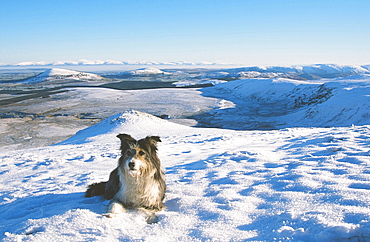 A border collie in the snow on Clough Head in the Lake District looking towards the north Pennine hills, Cumbria, England, United Kingdom, Europe