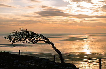 A bent hawthorn tree on Humphrey Head Point overlooking Morecambe Bay, Cumbria, England, United Kingdom, Europe