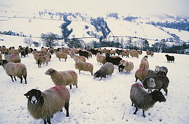 Sheep in winter snow above Ambleside in the Lake District, Cumbria, England, United Kingdom, Europe