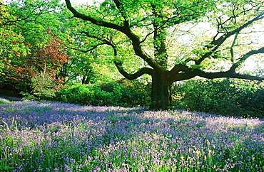 Bluebells in Ambleside in the Lake District National Park, Cumbria, England, United Kingdom, Europe