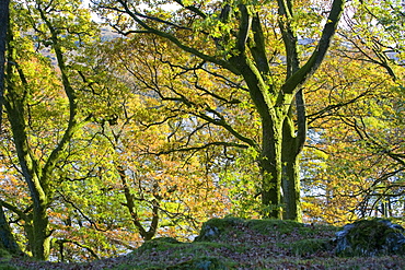 Oak woodland in autumn above Coniston in the Lake District National Park, Cumbria, England, United Kingdom, Europe