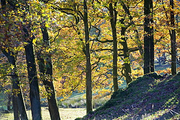 Oak woodland in autumn above Coniston in the Lake District National Park, Cumbria, England, United Kingdom, Europe