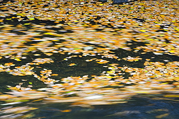 Autumn leaves swirling round on the river Rothay in Ambleside, Cumbria, England, United Kingdom, Europe