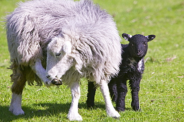 A Herdwick sheep and lamb, Lake District, Cumbria, England, United Kingdom, Europe