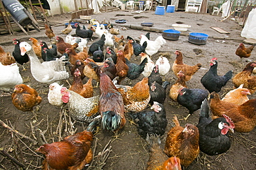 Chickens on an allotment in Barrow, Cumbria, England, United Kingdom, Europe