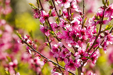 Fruit trees in blossom in Capileira in the Alpujarras in southern Spain, Europe