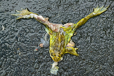 A frog flattened by a car