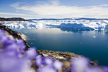 Icebergs from the Jacobshavn Glacier (Sermeq Kujalleq), Greenland, Polar Regions