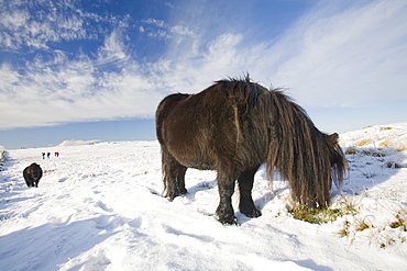 Fell ponies on Caudale Moor above Ambleside in the Lake District National Park, Cumbria, England, United Kingdom, Europe