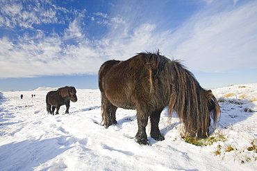 Fell ponies on Caudale Moor above Ambleside in the Lake District National Park, Cumbria, England, United Kingdom, Europe