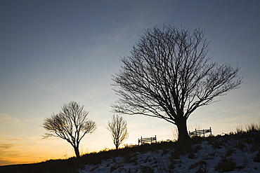 Rowan trees in Kentmere at sunset, Lake District National Park, Cumbria, England, United Kingdom, Europe