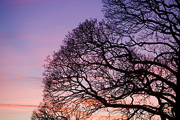 Tree branches with a sunset behind near Windermere, Lake District, Cumbria, England, United Kingdom, Europe