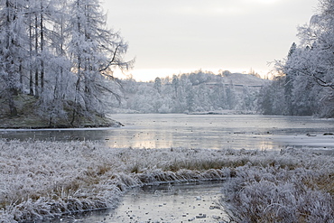 Hoar frost on vegetation and a frozen Tarn Hows in the Lake District National Park, Cumbria, England, United Kingdom, Europe