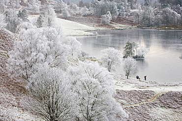 Hoar frost on vegetation and a frozen Tarn Hows in the Lake District National Park, Cumbria, England, United Kingdom, Europe