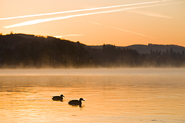 Vapour trails over Lake Windermere at dawn near Ambleside, Lake District National Park, Cumbria, England, United Kingdom, Europe