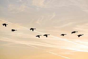 Canada geese in flight with contrails in the sky behind, Cumbria, England, United Kingdom, Europe