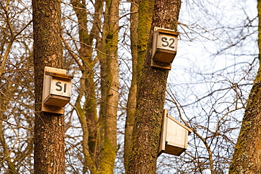 Bird nest boxes in the Forest of Bowland, Lancashire, England, United Kingdom, Europe