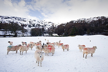 Sheep in a field in Grasmere in the Lake District National Park, Cumbria, England, United Kingdom, Europe