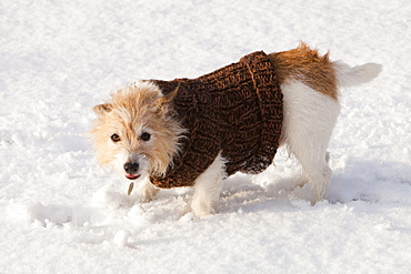 A dog playing in the snow in Ambleside,Cumbria, England, United Kingdom, Europe