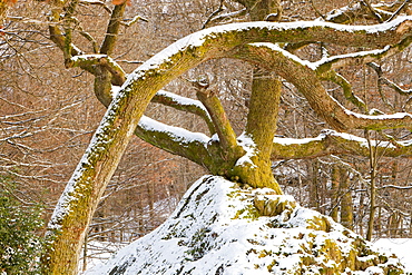 Oak trees in the snow in Ambleside Cumbria, England, United Kingdom, Europe