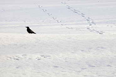 A Crow looking for food in the snow in Ambleside, Cumbria, England, United Kingdom, Europe