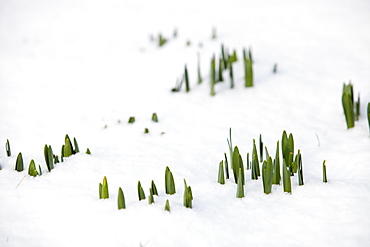 Daffodils pushing up through the snow in Ambleside, Cumbria, England, United Kingdom, Europe