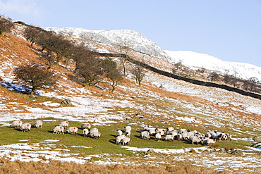 Sheep in the snow on Kirkstone Pass near Ambleside in the Lake District National Park, Cumbria, England, United Kingdom, Europe