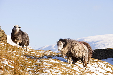 Sheep in winter snow on Kirkstone Pass near Ambleside in the Lake District National Park, Cumbria, England, United Kingdom, Europe