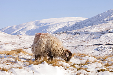 Sheep in winter snow on Kirkstone Pass near Ambleside in the Lake District National Park, Cumbria, England, United Kingdom, Europe