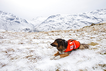 A SARDA (Search and Rescue Dog Association) dog on a search for a missing walker in the Lake District, Cumbria, England, United Kingdom, Europe