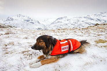 A SARDA (Search and Rescue Dog Association) dog on a search for a missing walker in the Lake District, Cumbria, England, United Kingdom, Europe