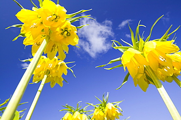 Yellow lily flowers