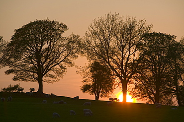 Sheep in a field at sunset near Ambleside, Cumbria, England, United Kingdom, Europe