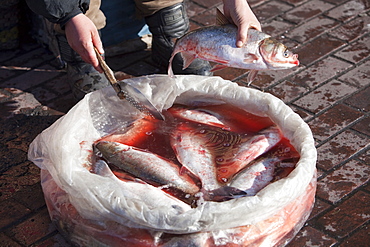 A fish seller on the streets of Suihua in Heilongjiang Province, Northern China, Asia